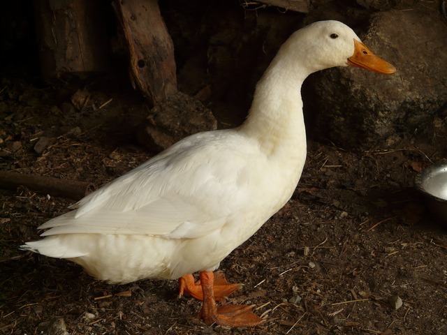 Animal Duck White Farm Peking Duck