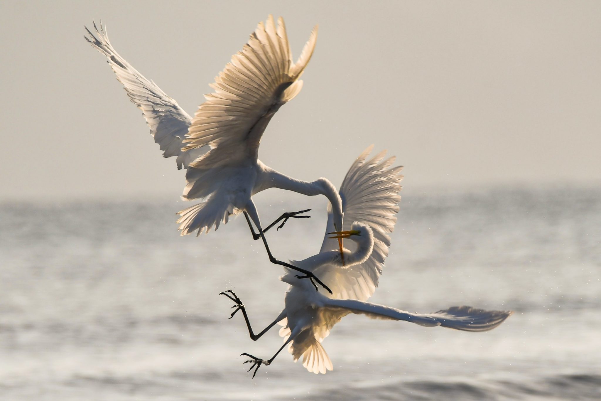 Fight